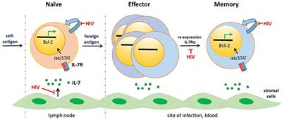 Blocking Formation of the Stable HIV Reservoir: A New Perspective for HIV-1 Cure